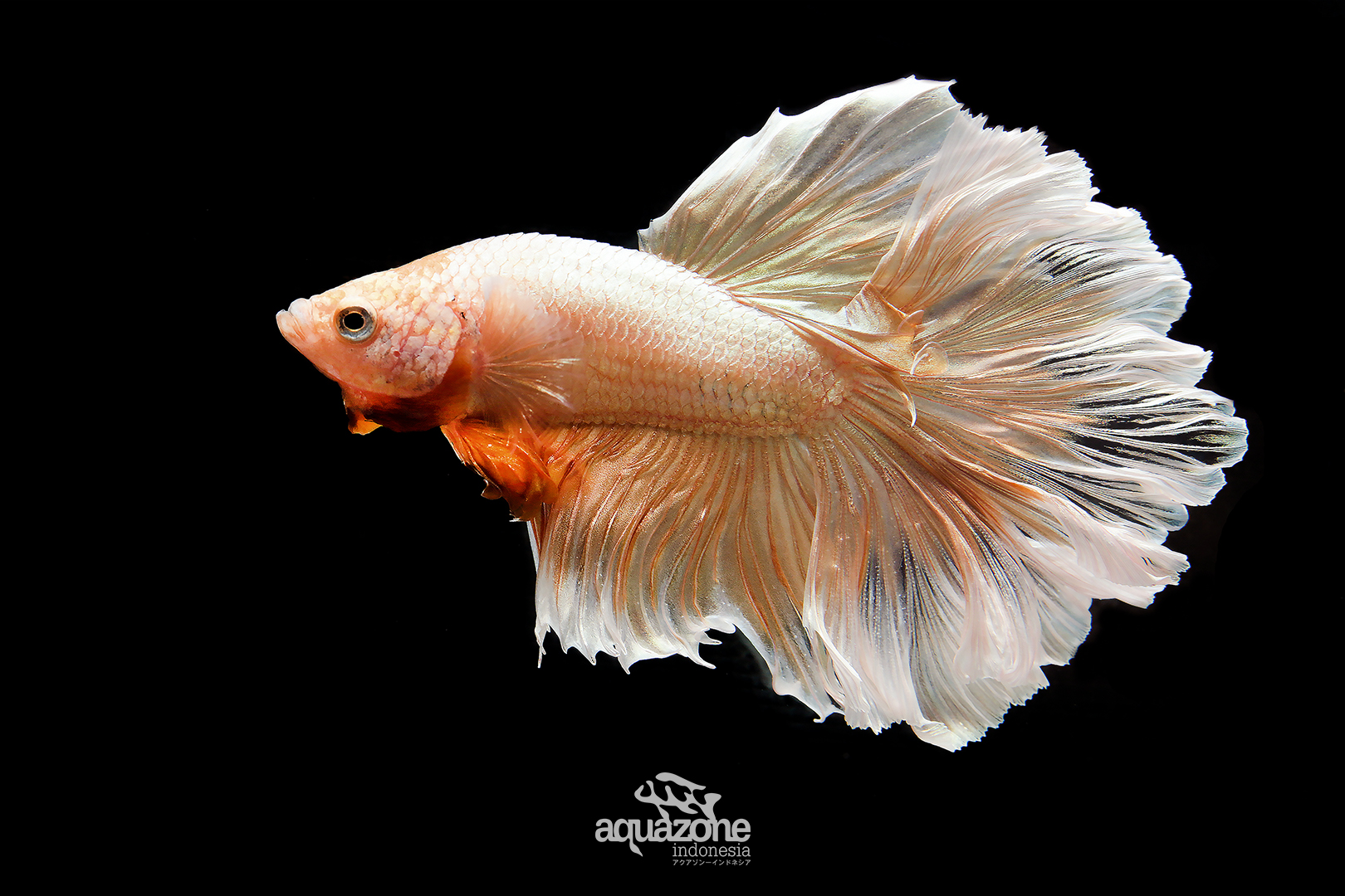 Betta Rosetail Tropical Fish Inaexport
